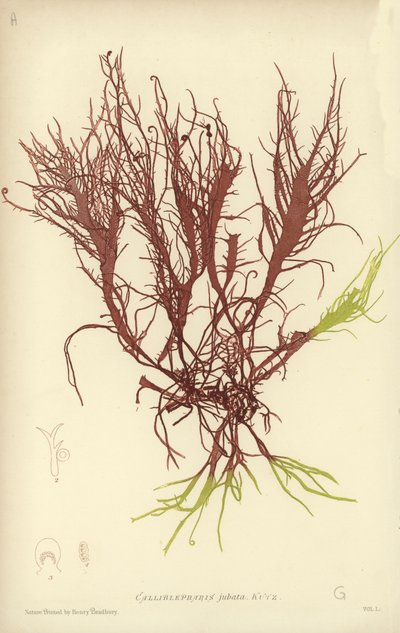 British Sea-Weed (naturtrykt) af English School